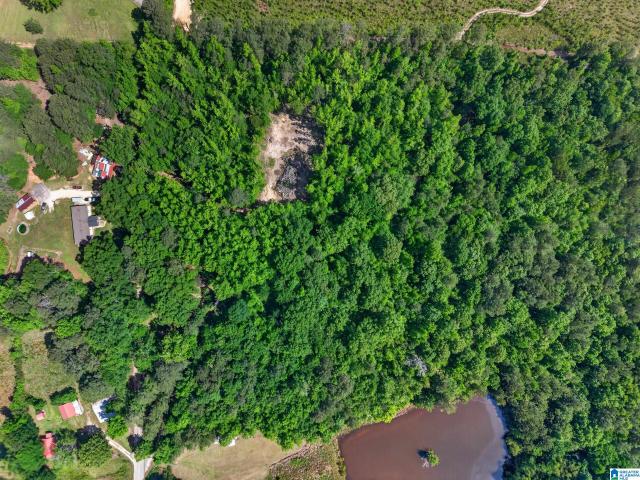Land for sale in Piedmont, Alabama