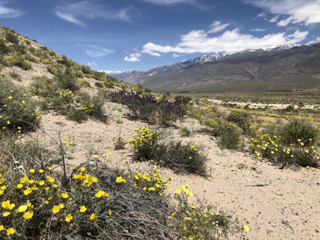 Land for sale in Bishop, California