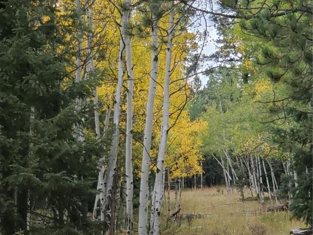 Property for sale in Sedalia, Colorado