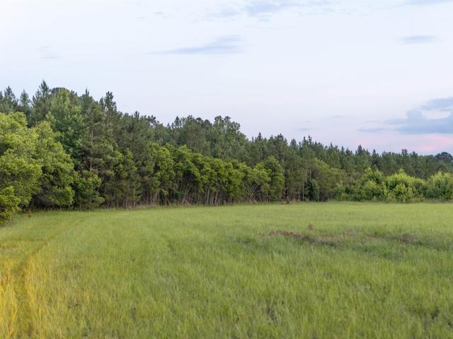Land for sale in Ehrhardt, South Carolina