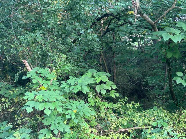 Land for sale in Rossville, Georgia
