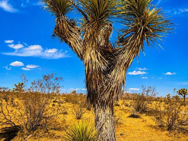 Land for sale in Joshua Tree, California