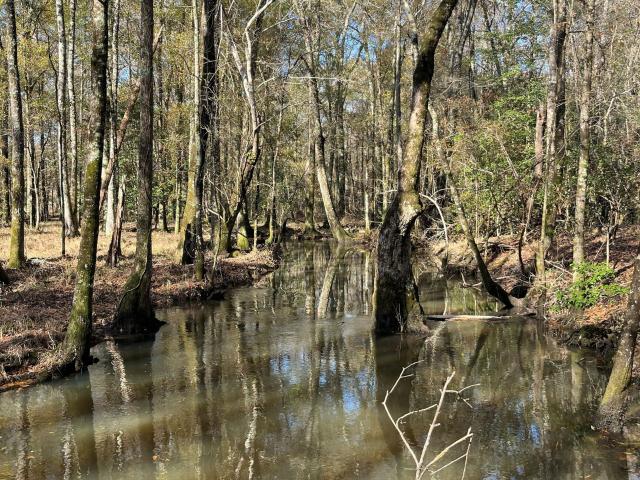 Land for sale in Dodge, Georgia