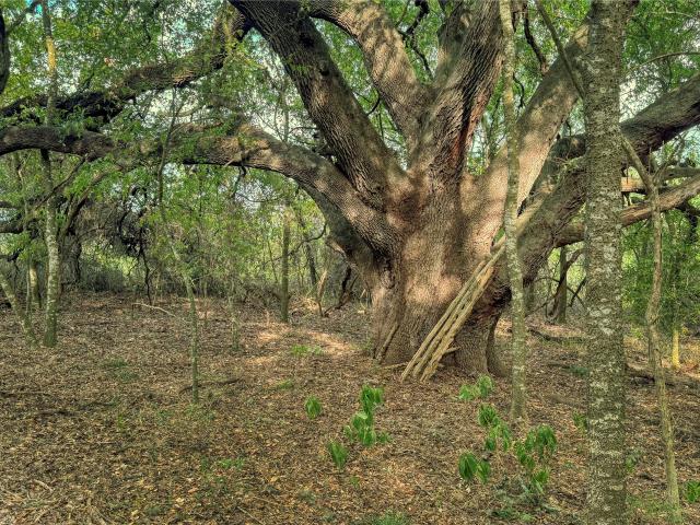 Land for sale in Burton, Texas