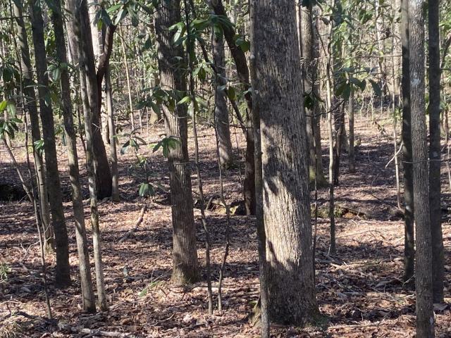 Land for sale in Warm Springs, Georgia