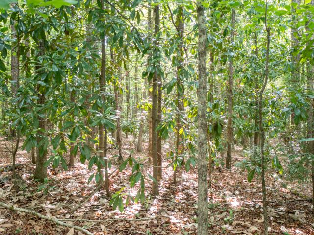 Land for sale in Warm Springs, Georgia