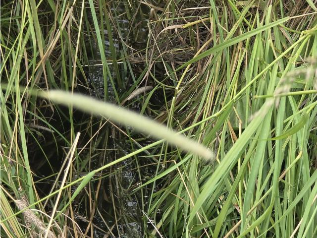 Land for sale in Oregonia