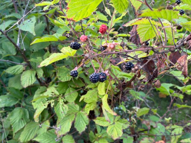 Land for sale in Cornish, Sullivan County