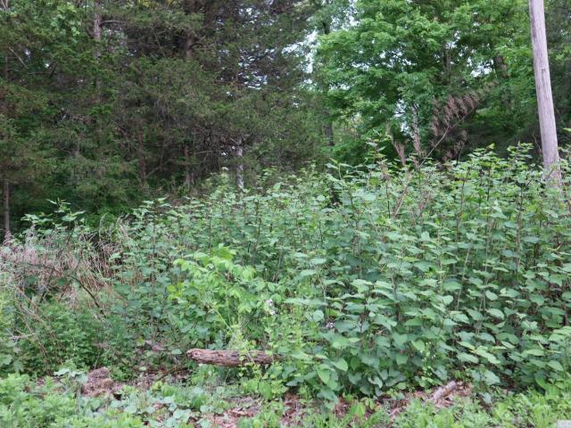 Land for sale in Acra, New York