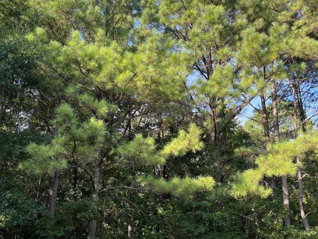 Land for sale in Ark