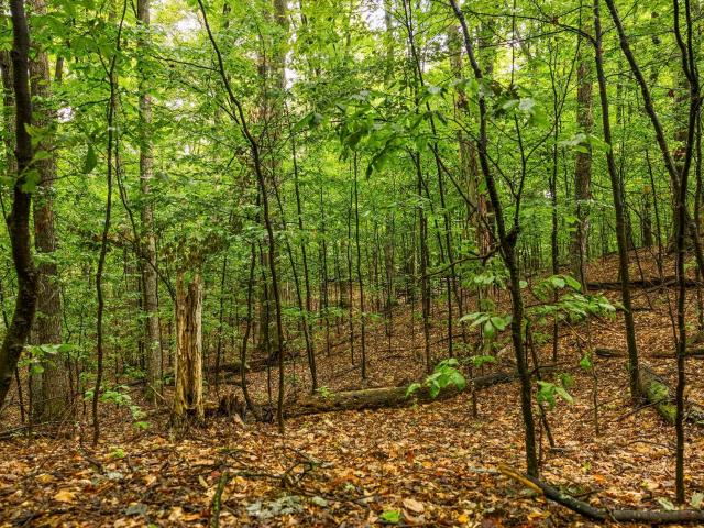 Land for sale in Michigan