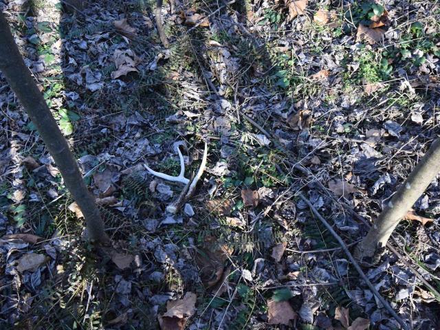 Land for sale in Dubois, Indiana