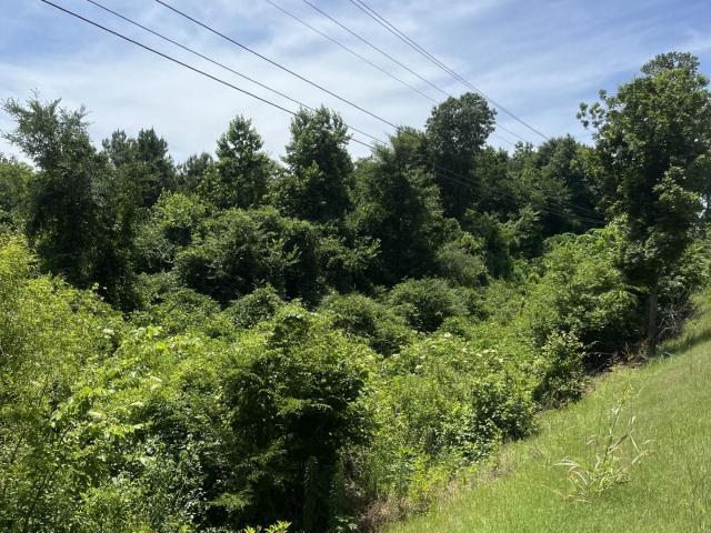 Land for sale in Blue Springs, Mississippi