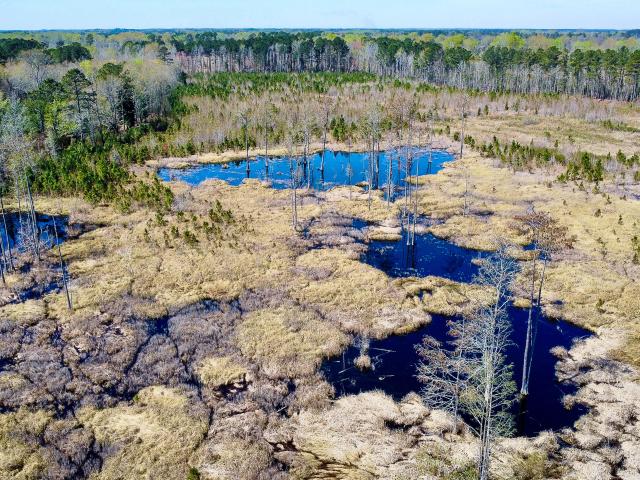Land for sale in Denmark, South Carolina