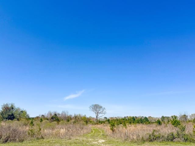 Land for sale in Denmark, South Carolina