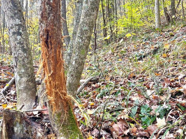 Land for sale in Peebles, Pike County