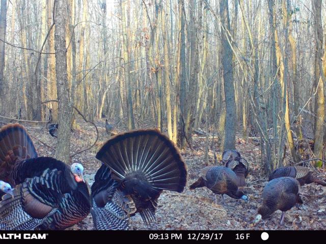 Land for sale in Tennessee