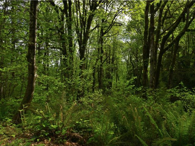 Land for sale in Oregonia