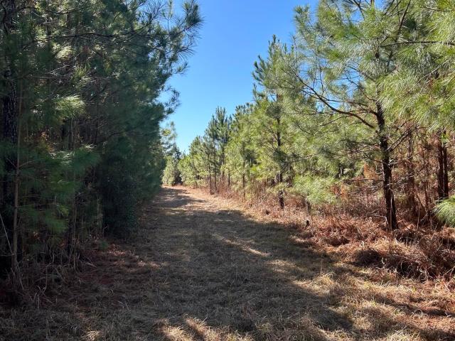 Land for sale in Lane, South Carolina