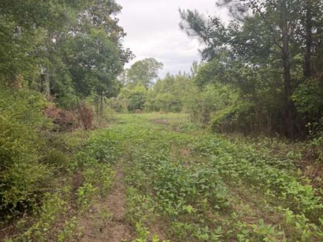 Land for sale in Cottonwood, Alabama