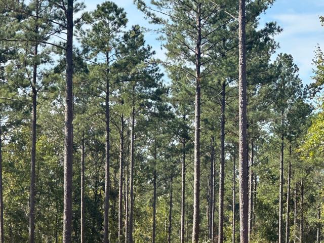 Land for sale in Madison, Georgia