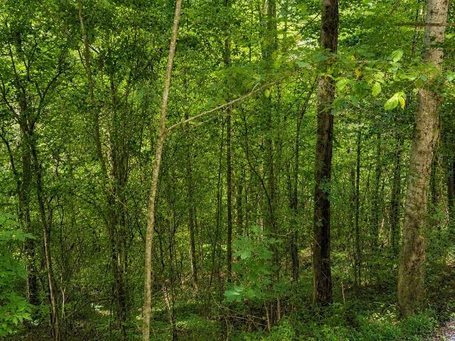 Land for sale in Tennessee