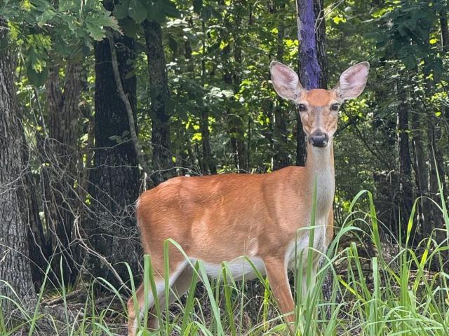 Land for sale in Ark