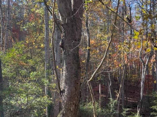 Land for sale in Albemarle, North Carolina