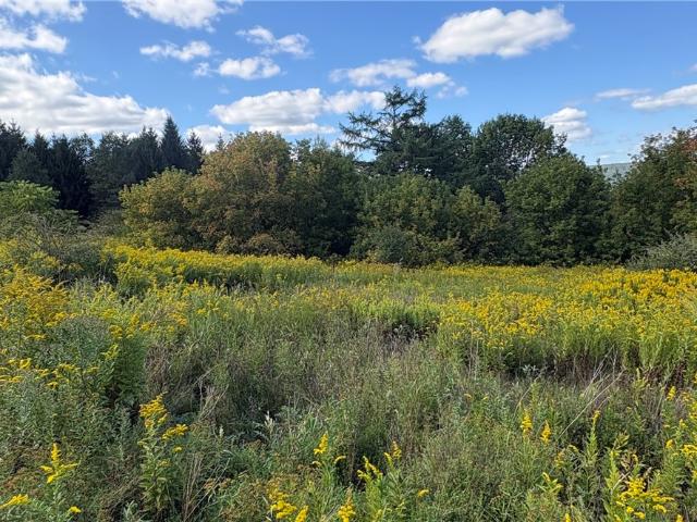 Land for sale in New York