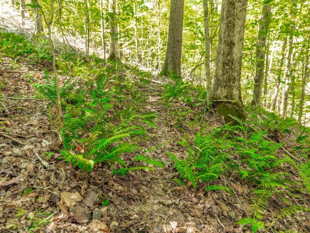 Land for sale in Tennessee