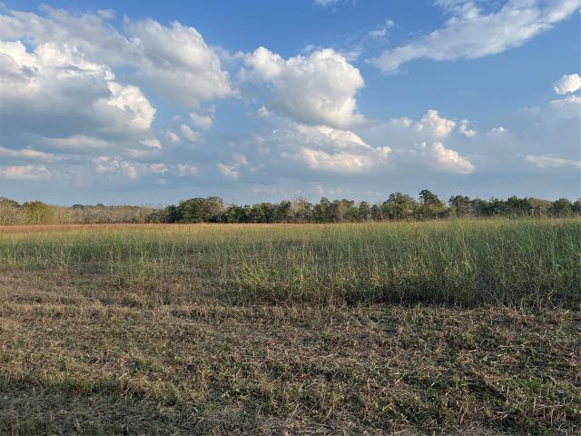 Land for sale in New Ulm, Texas