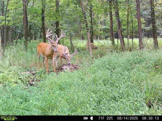 Land for sale in Mercer, Pennsylvania