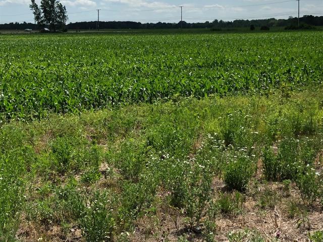 Land for sale in Demotte, Indiana