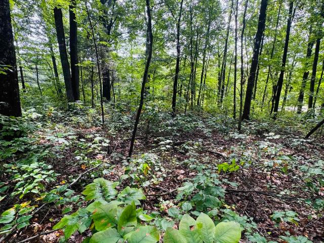 Land for sale in Bloomfield, Indiana