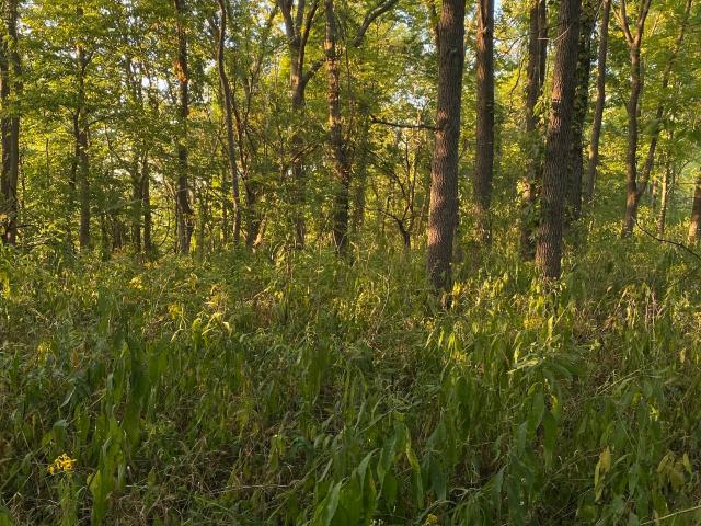 Property for sale in North Salem, Indiana