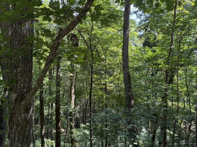 Land for sale in Tennessee