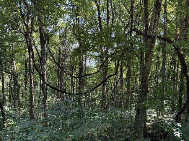 Land for sale in Tennessee
