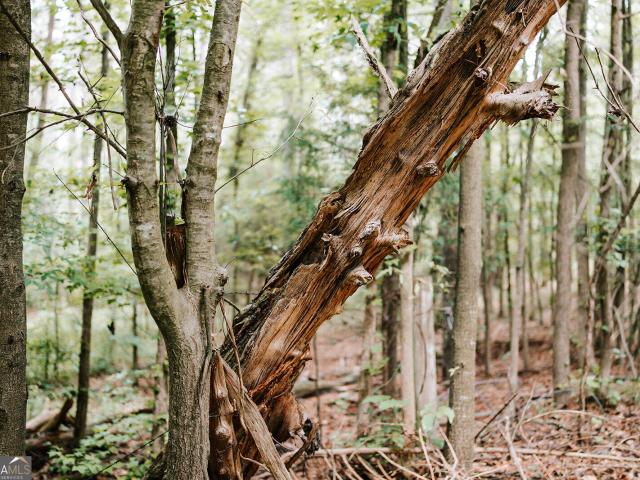 Land for sale in Carlton, Georgia
