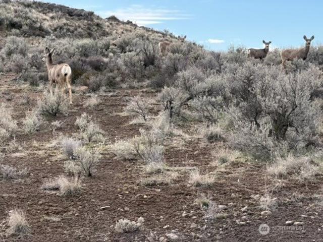 Land for sale in Ephrata, Washington