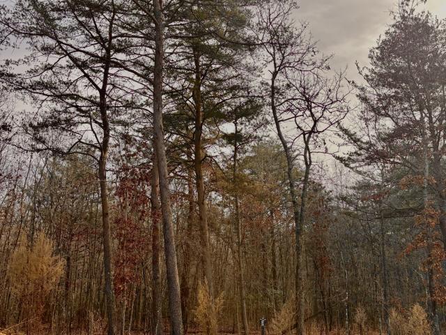 Land for sale in Tennessee