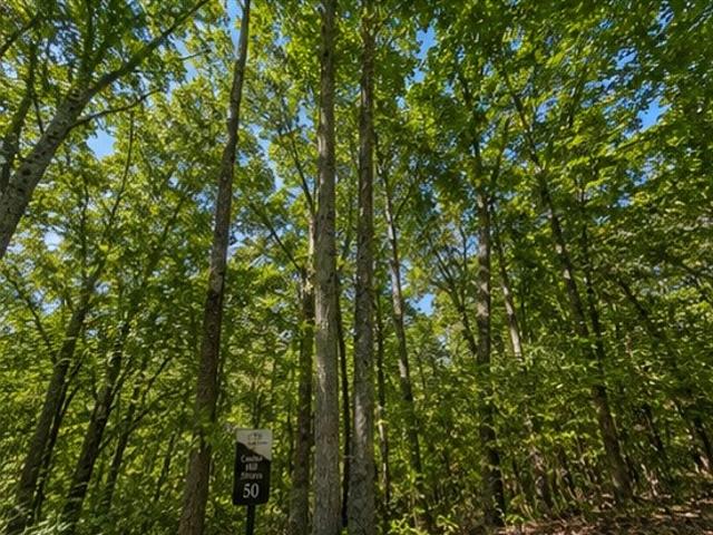 Land for sale in Tennessee