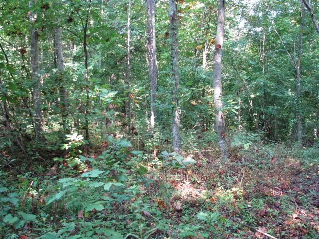 Land for sale in Tennessee