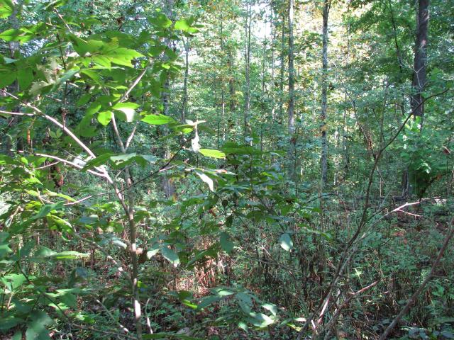 Land for sale in Tennessee