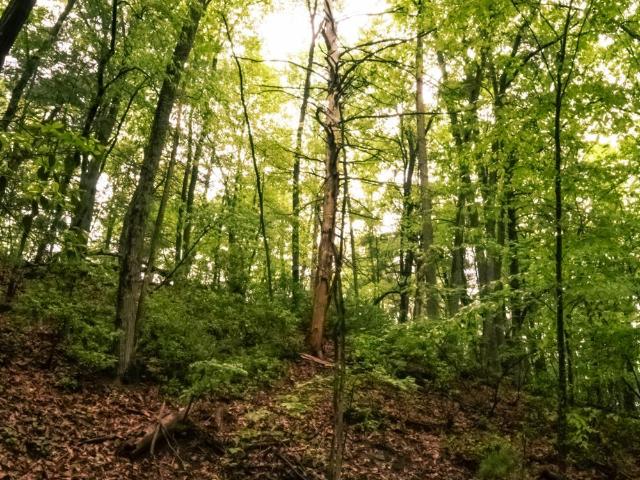 Land for sale in Virginia