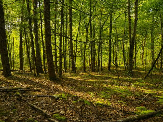 Land for sale in Tennessee