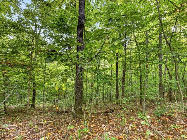 Land for sale in Celina, Middle Tennessee