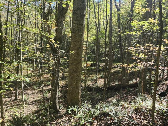 Land for sale in Tennessee