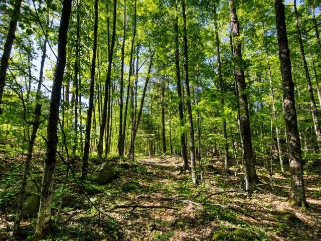 Land for sale in Jasper, Texas