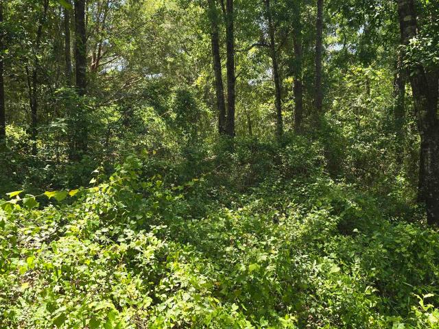 Land for sale in Silverhill, Alabama