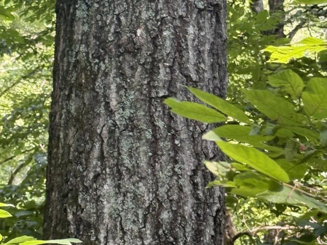 Land for sale in Tennessee